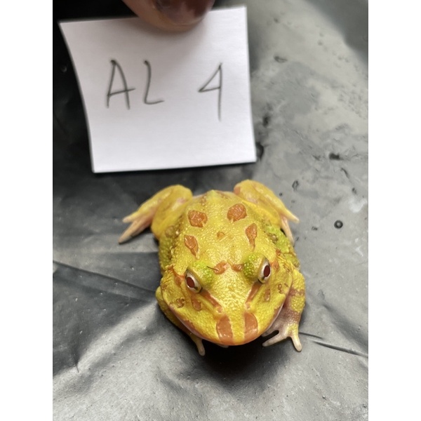Kodok Pacman Albino Frog AL4