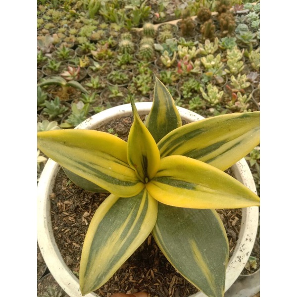 sensivera gold flame jumbo