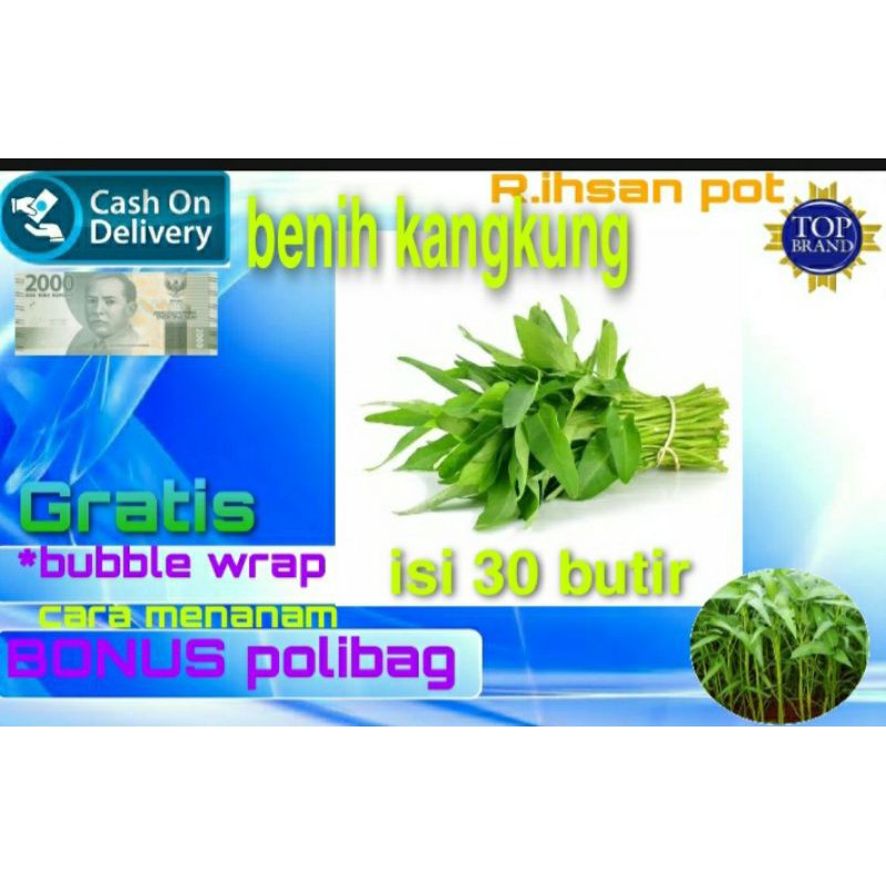 Bibit Kangkung/ Benih Kangkung