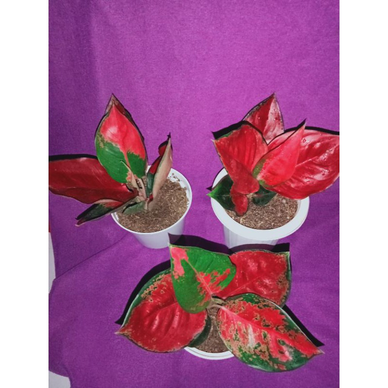 aglonema suksom jaipong/ suksom Super special