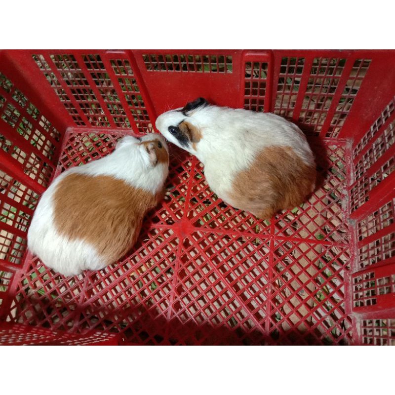 sepasang indukan marmut