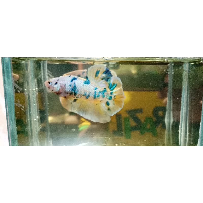Giant Betta yellow bo.5,7cm usia 4bulan