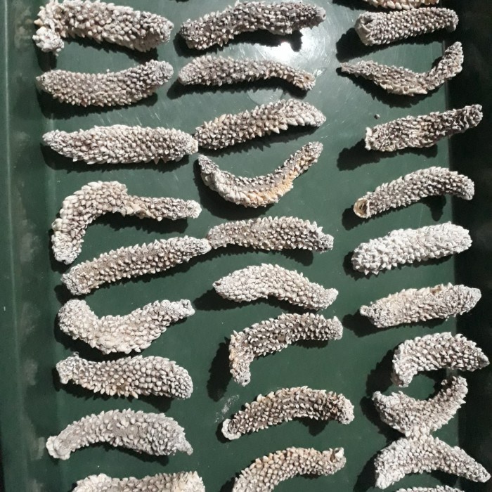 

TERIPANG DURI EXPORT QUALITY HAISOM LAUT JAWA KERING 99% - 750 Gram