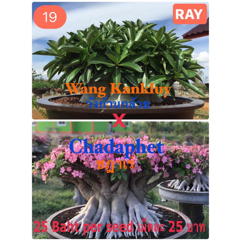 Benih Biji Adenium Wang Kankluy X Chadaphet Import Thailand