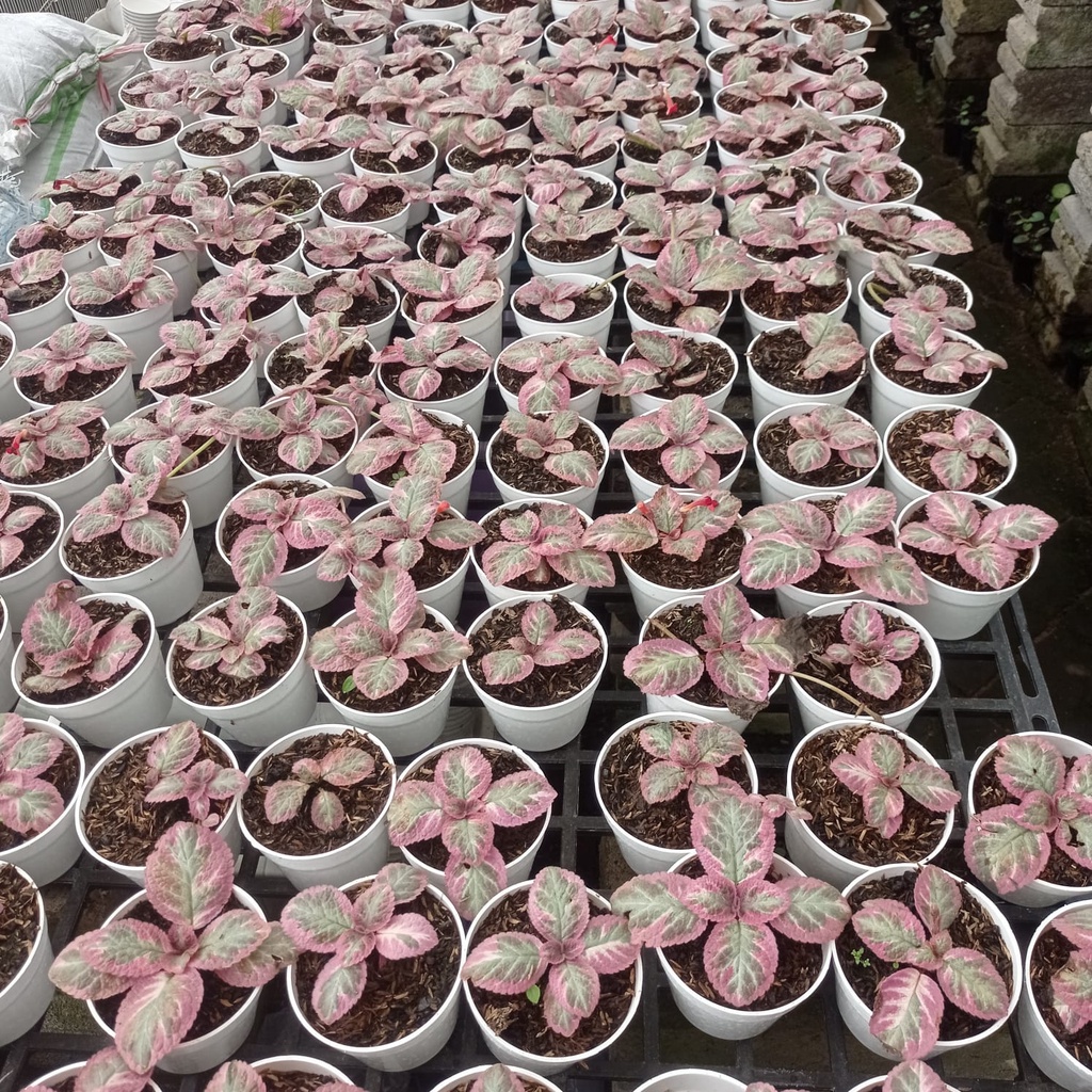 Episcia Cleopatra Bunga Hias Episcia Import Tanaman Episcia Cleopatra Murah Berkualitas