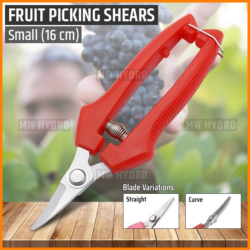 Gunting Buah, Bunga, Daun, Bonsai - Fruit Picking, Thinning Shears - S