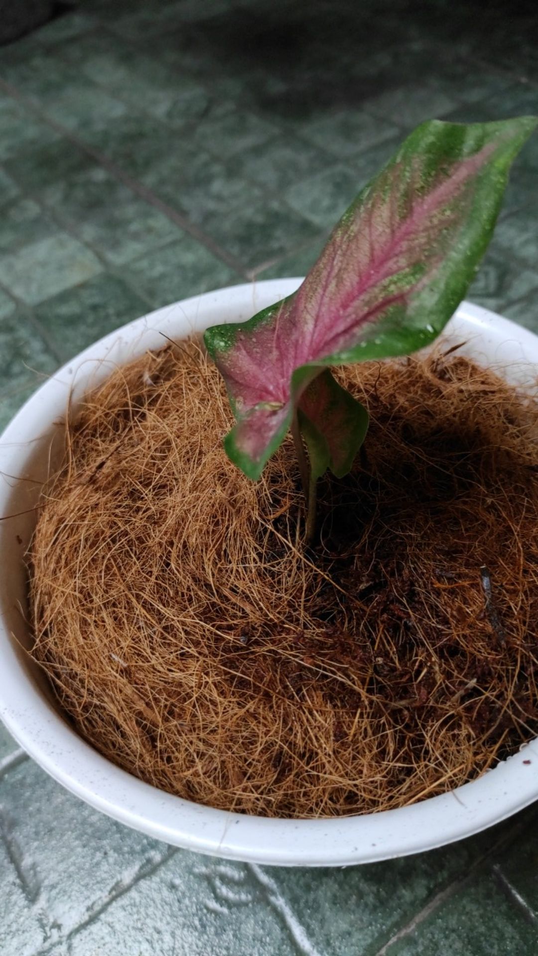Caladium Keladi Sweet Heart