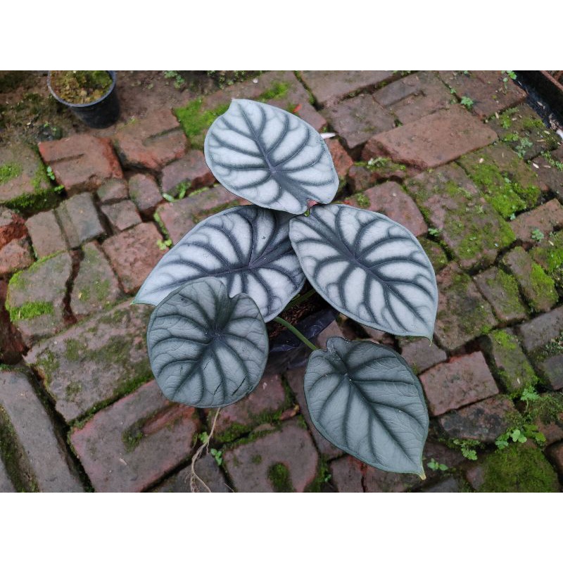 Keladi tengkorak / alokasia silver dragon