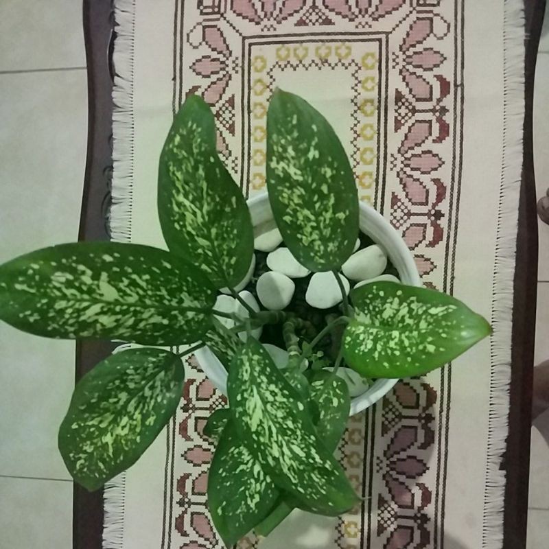 bunga Sri rejeki atau beras kutah bonus pot