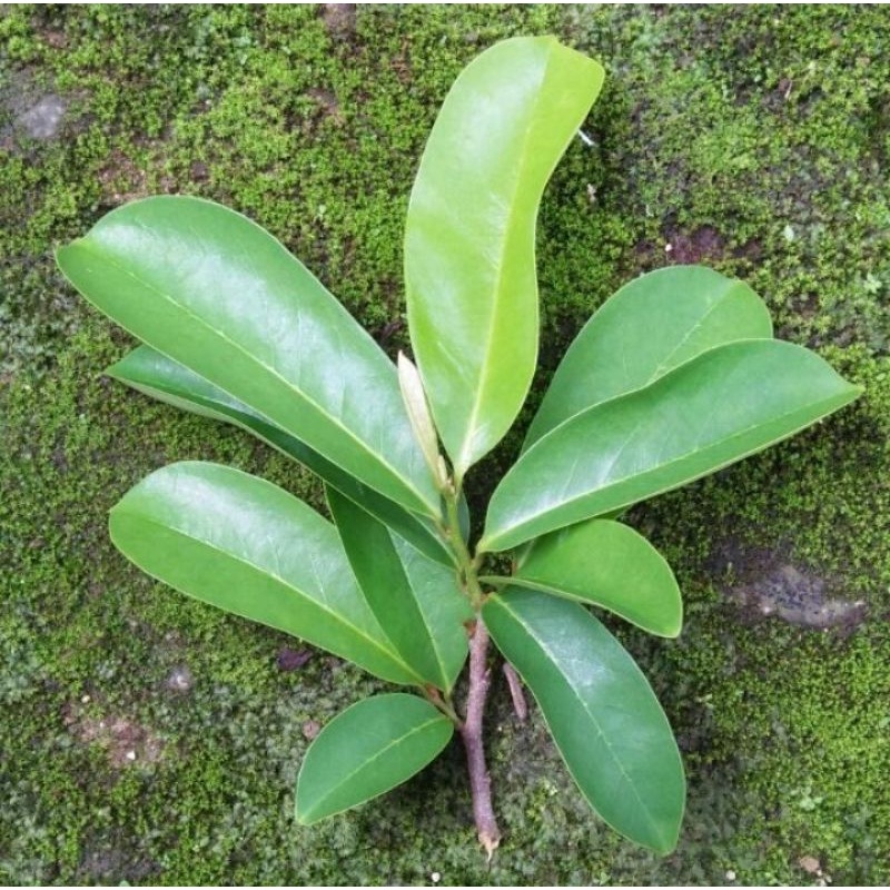 

1 lembar daun sirsat segar obat kanker