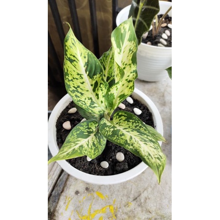 tanaman hias diven brazil/diven putri gendong