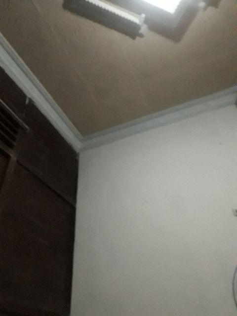 Bibit Tanaman Bunga Mawar Rambat Orange