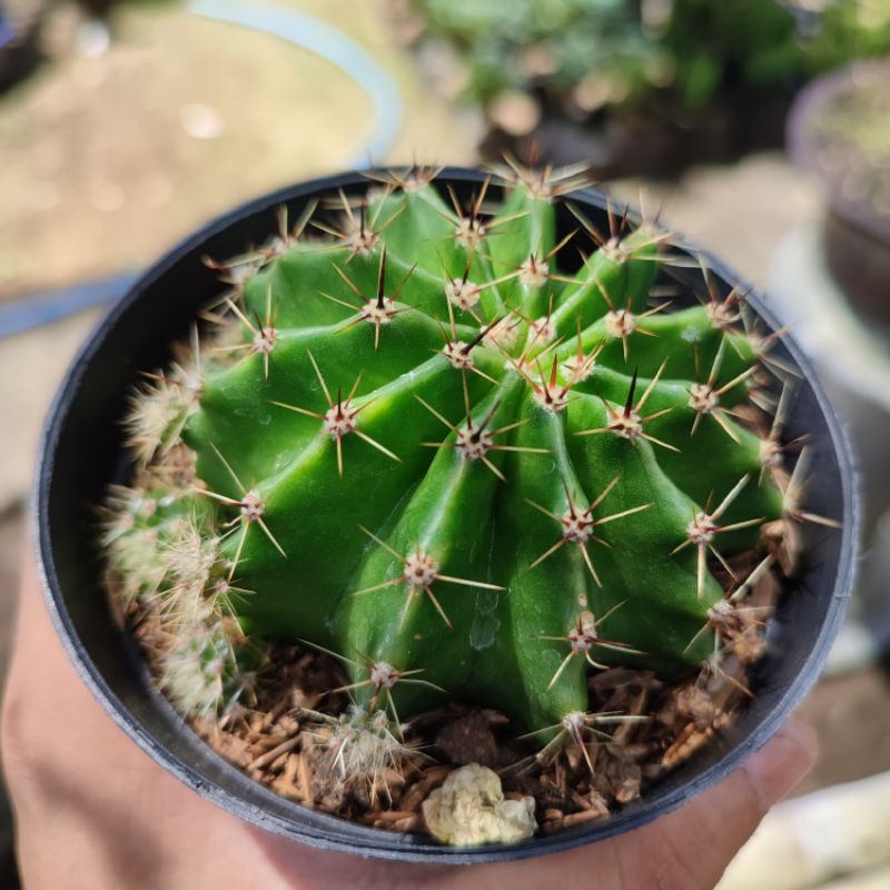 Echinopsis oxygona big size/ Kaktus Ownroot