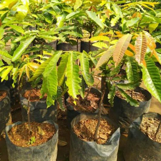 MATOA HASIL OKULASI  BIBIT MATOA LANGKA - WISATA AGROTANI