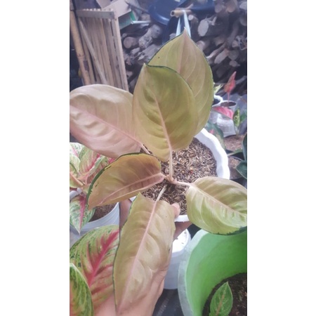 aglonema sultan brunai asli ..bawa tunas 1