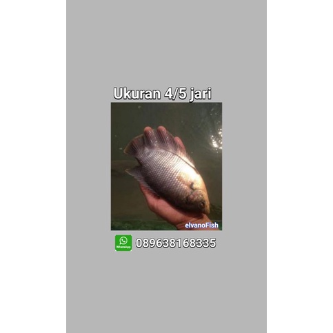 

bibit gurame soang ukuran 4-5jari
