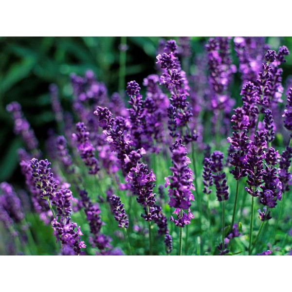 

Benih-Bibit Bunga Lavender English - Haira Seed
