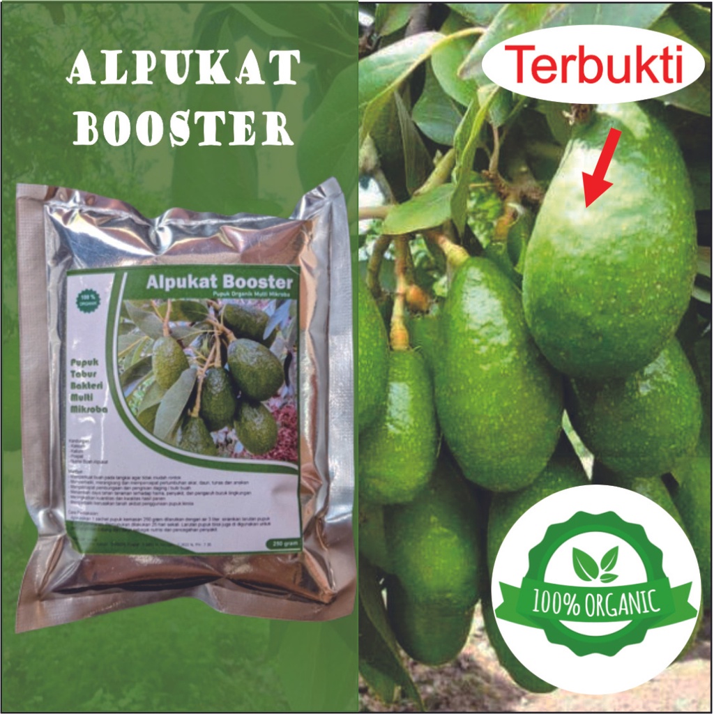 PUPUK BOOSTER ALPUKAT || PUPUK ALPUKAT || PERANGSANG BUAH