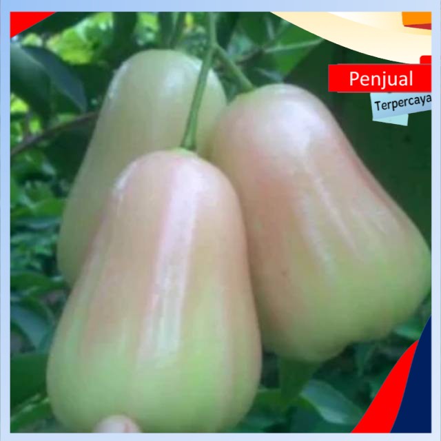

/COD/ Bibit jambu green star Ktn