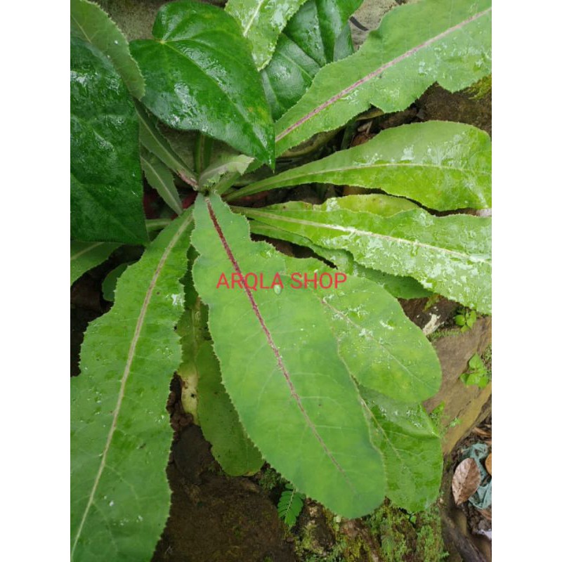 

1KG Daun Tempuyung Lempuyung Segar Organik Tempuyung Tempoyang perkilo Arqla Shop