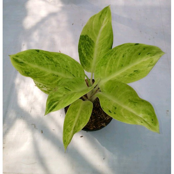 Tanaman Hias Aglonema Sundrop / Pohon Hias Aglonema Sundrop / Aglonema Sundrop