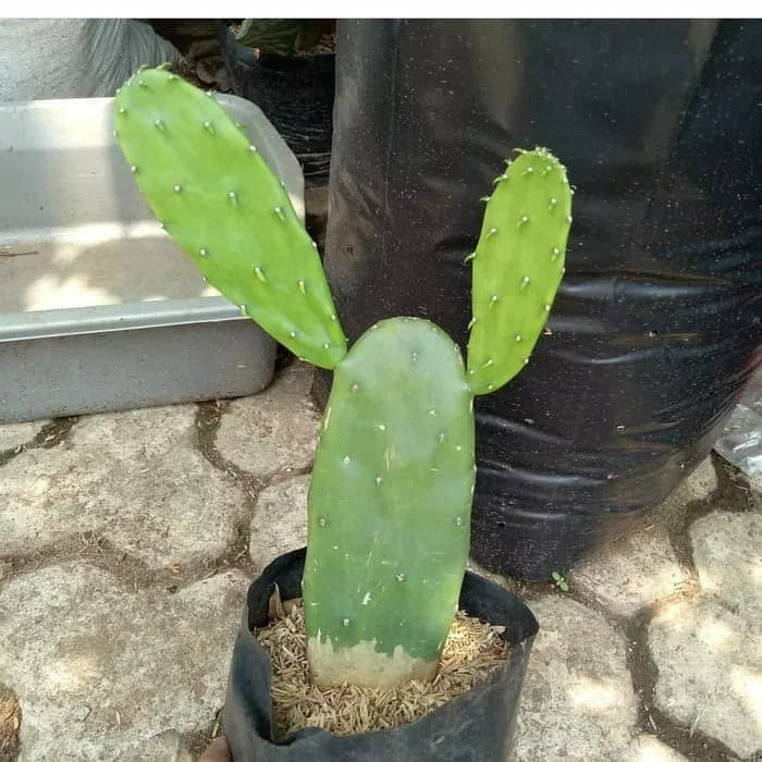 tanaman hias kaktus centong - kaktus - kaktus centong