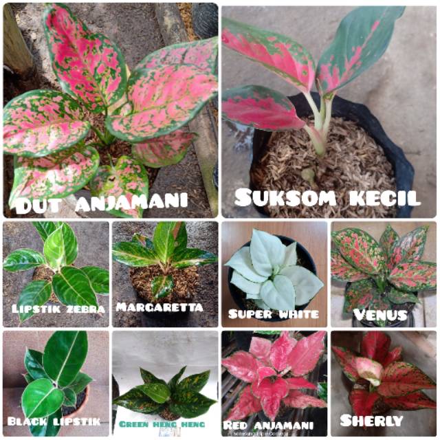 Paket 10 jenis aglonema murmer