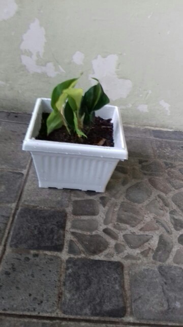 Tanaman Sirih Gading Philo Brazil