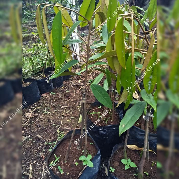 KW+ AF Bibit Durian Musangking Kaki 3 Tiga - Pohon Buah Duren Musang King