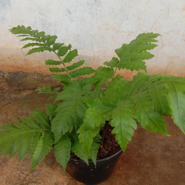 Tanaman hias pakis sayur