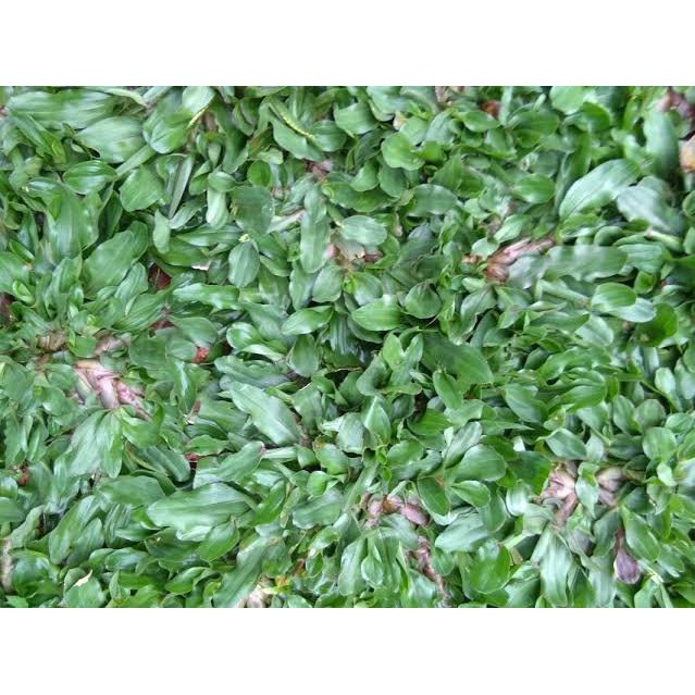 Rumput /rumput gajah/rumput gajah mini
