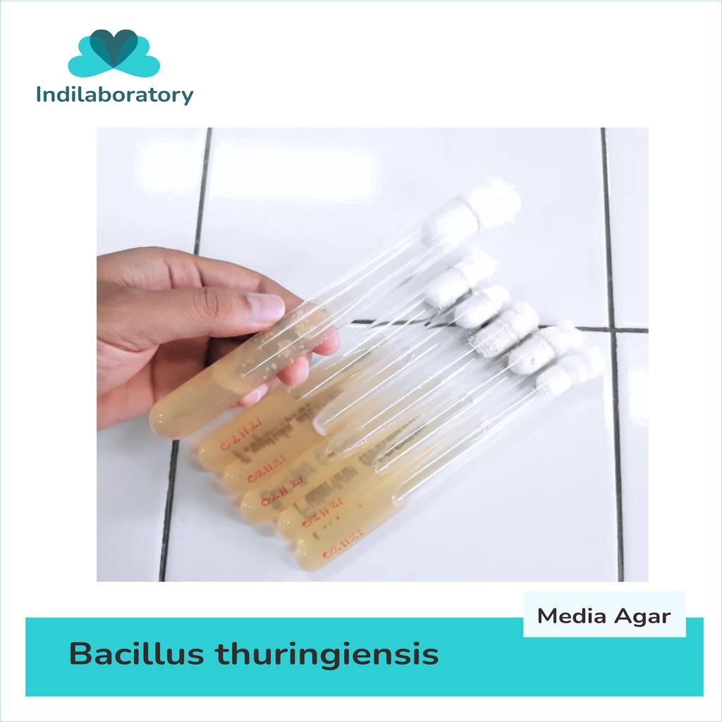 Kultur isolat Bacillus thuringiensis ATCC
