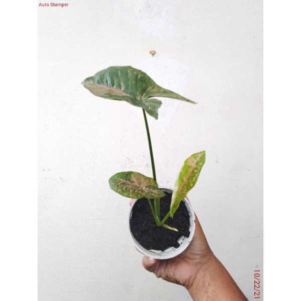 Syngonium pink flacked