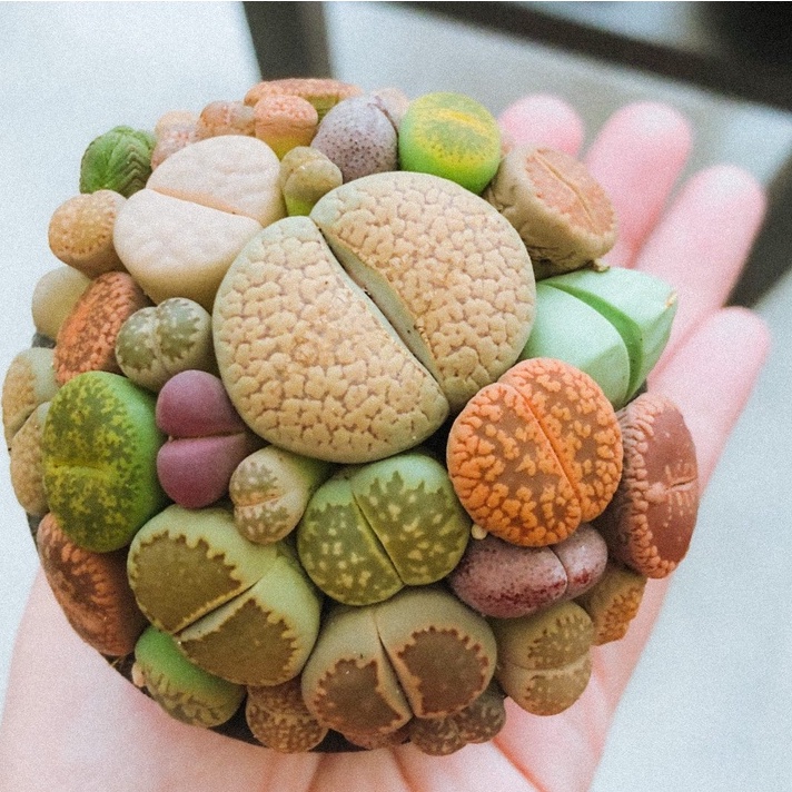 2 Benih Kaktus Sukulen Mini Lithops Mix Bibit Bunga Living Stone Tanaman Hias si Batu Hidup Import-2