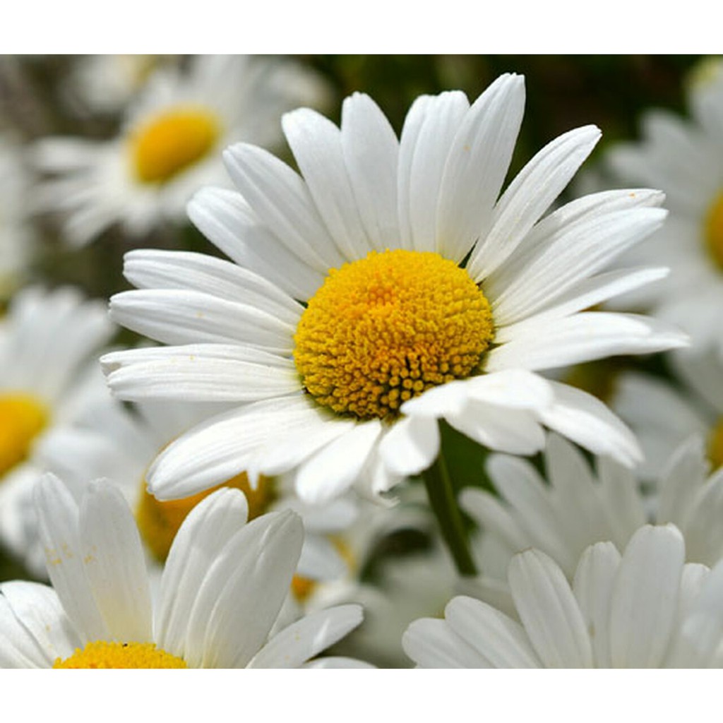 Benih Bibit Biji - Bunga Chrysanthemum Shasta Daisy Krisan Flower Seeds - IMPORT