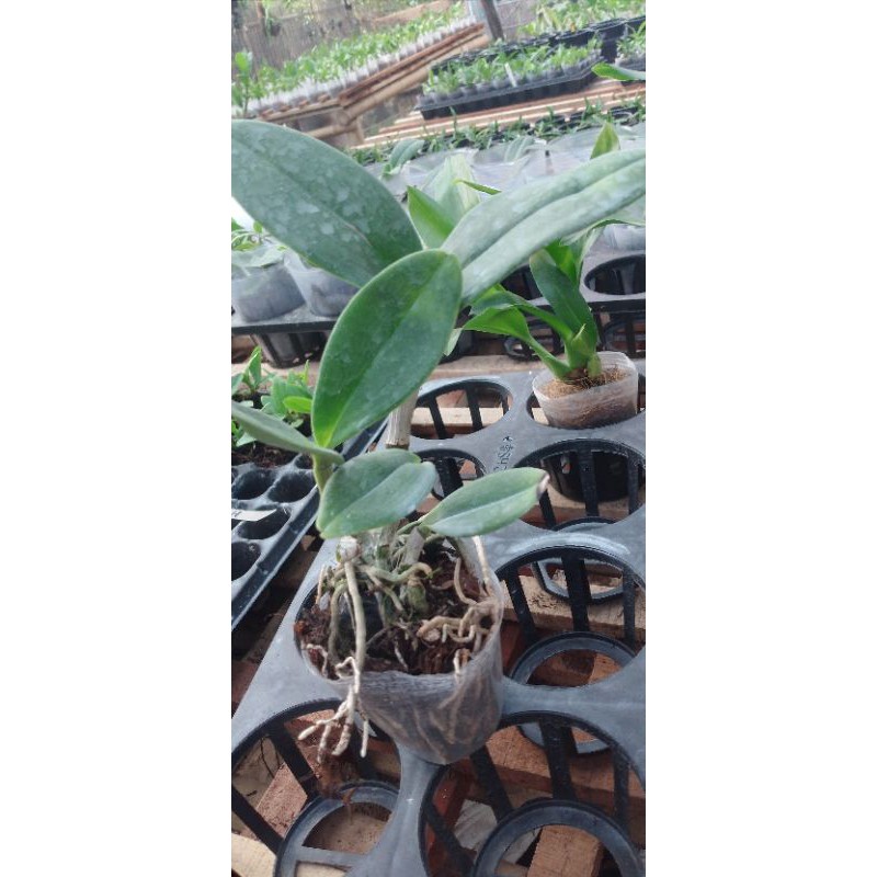 DendrodiumImeldaMarinaMasagung