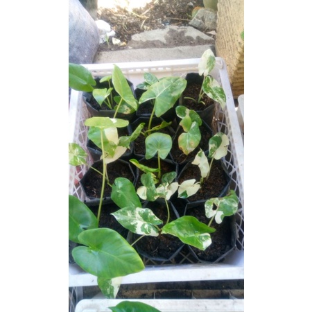 bunga hias sente verigata