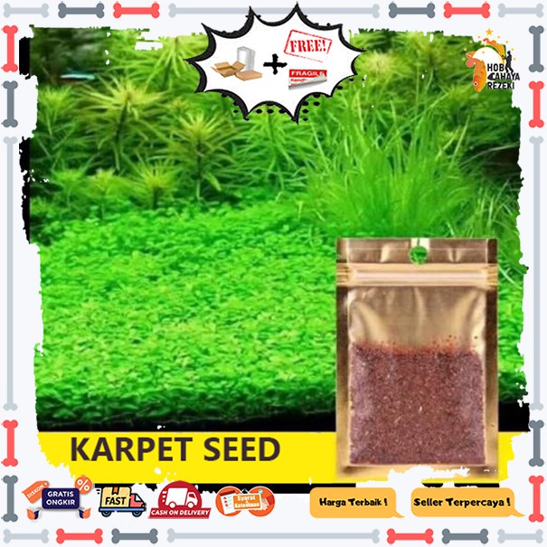 karpet Seed - Tanaman Aquascape - Foreground Tanaman Karpet