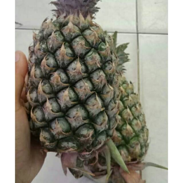 

Nanas muda/pentil daging warna putih