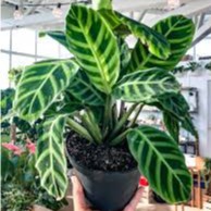 Bunga Kalatea Calathea Zebrina Calathea Pisang Cantik Murah Berkualitas