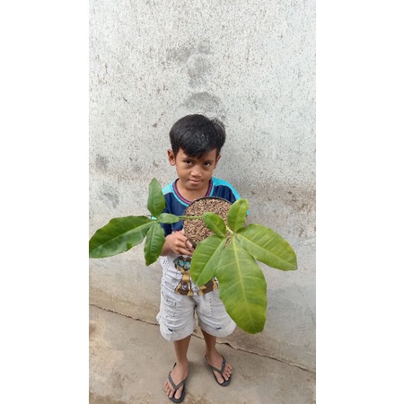 Tanaman hias Syngonium Auritum/syngonium kelinci