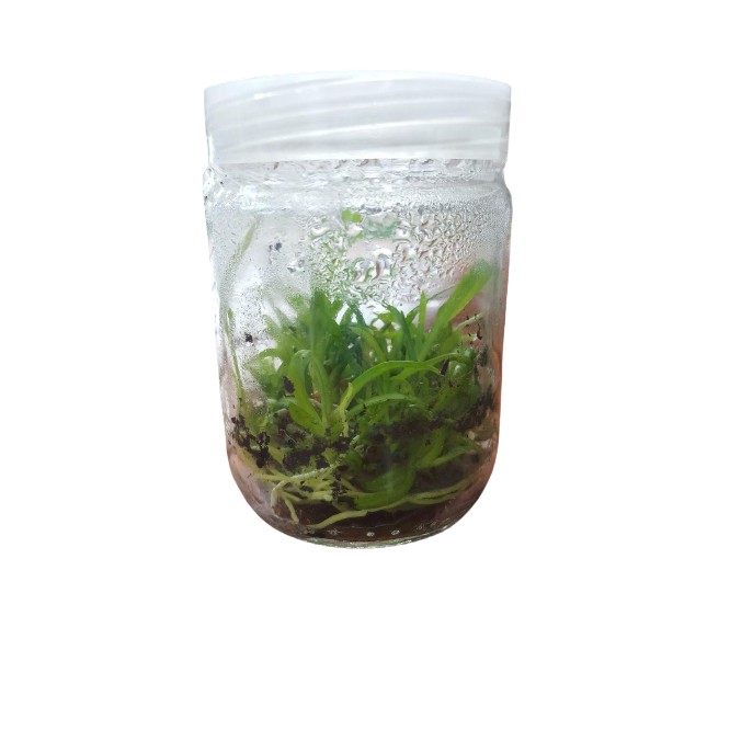 Bibit Anggrek Dendrobium Hybrid Keriting Botol Siap Tanam