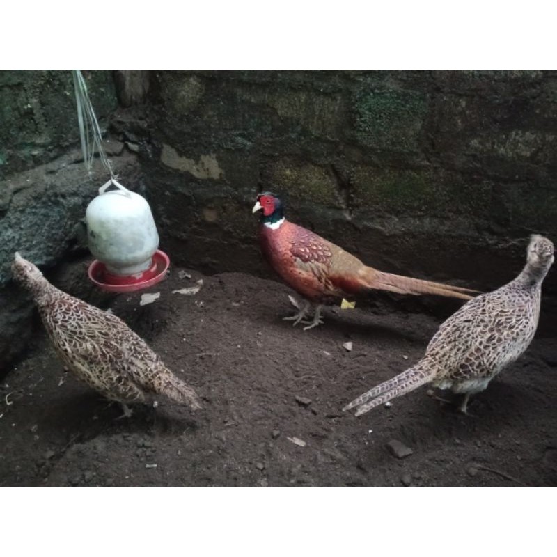 

ayam pheasent