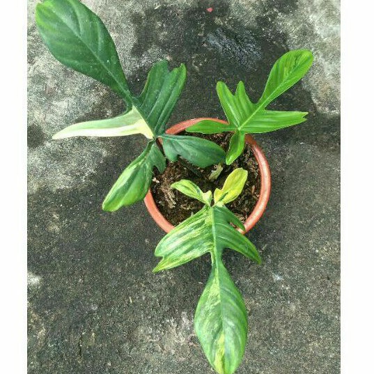 Philodendron florida beauty (flobe)