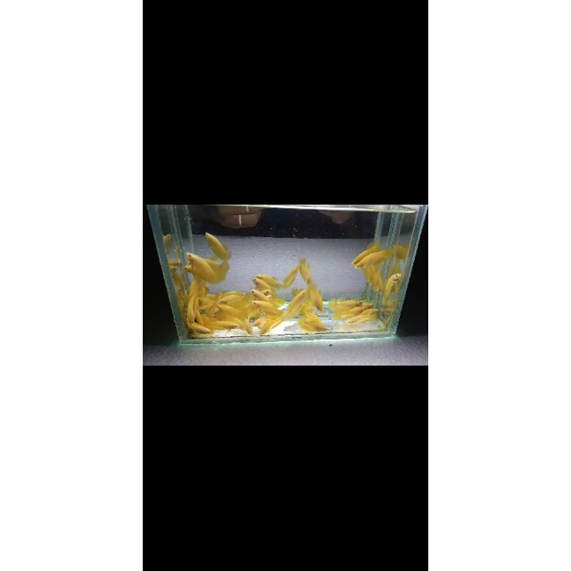 cupang HM yellow banana