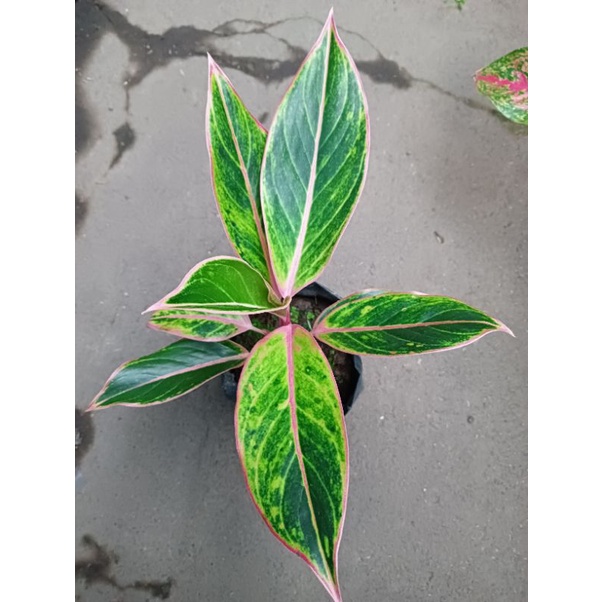 Aglaonema lipstik klasik / Lipstik pink