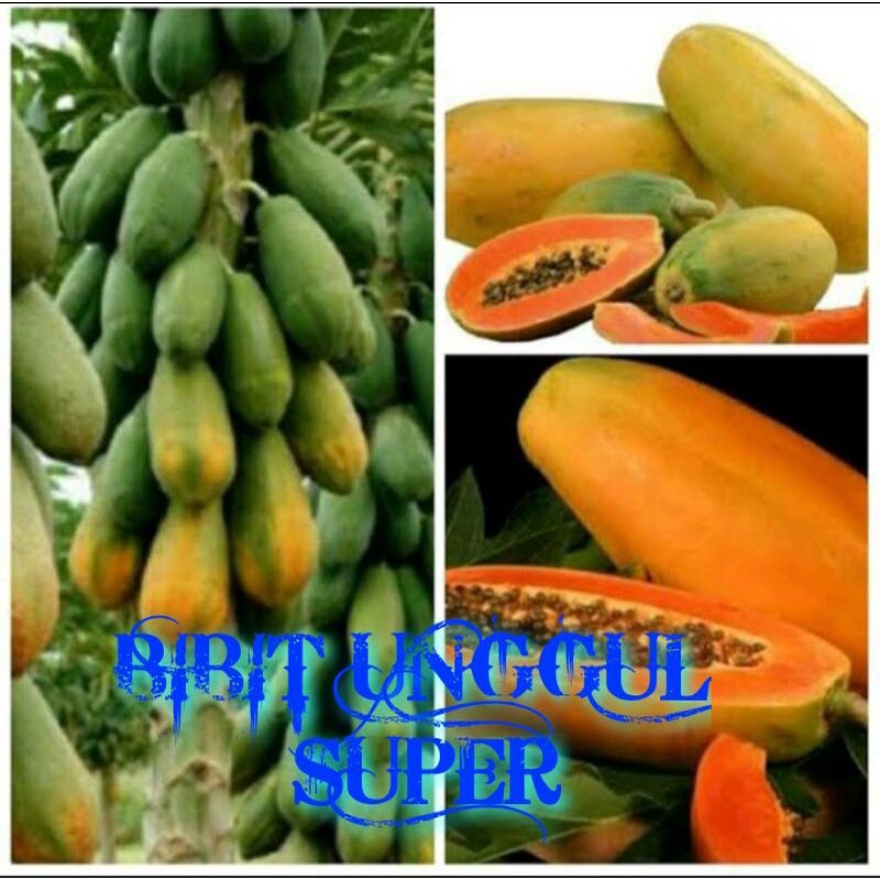 Bibit Buah pepaya california Kalina Kalifornia tinggi 25 cm 7 bulan berbuah