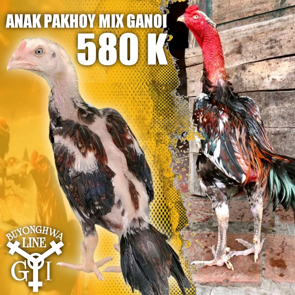 buyonghwa line anak ayam aduan pakhoy asli mix ganoi anakan usia 2 bulan