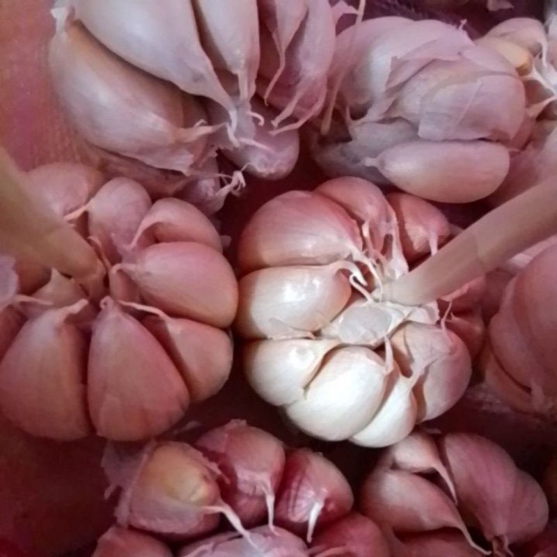 

Bawang putih 500 gr