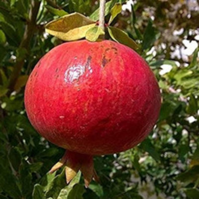 

Buah Delima Jumbo